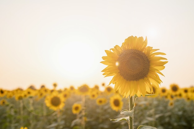 Sonnenblumenfeld im Sonnenuntergang, Naturhintergrund