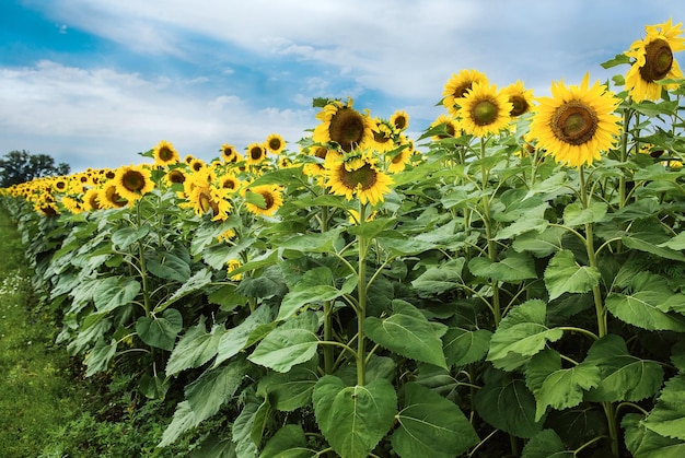 Sonnenblumenfeld in Blüte im Sommer