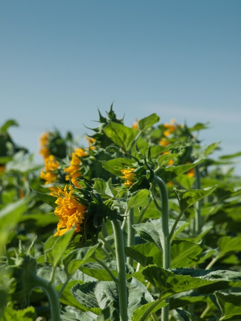 Sonnenblumenfeld in Colorado.