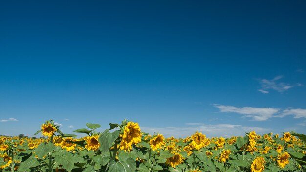 Sonnenblumenfeld in Colorado.