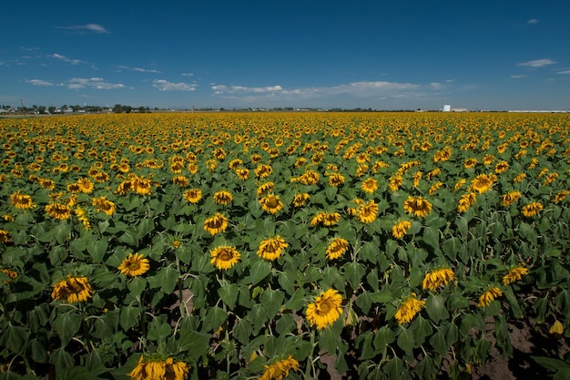 Sonnenblumenfeld in Colorado.