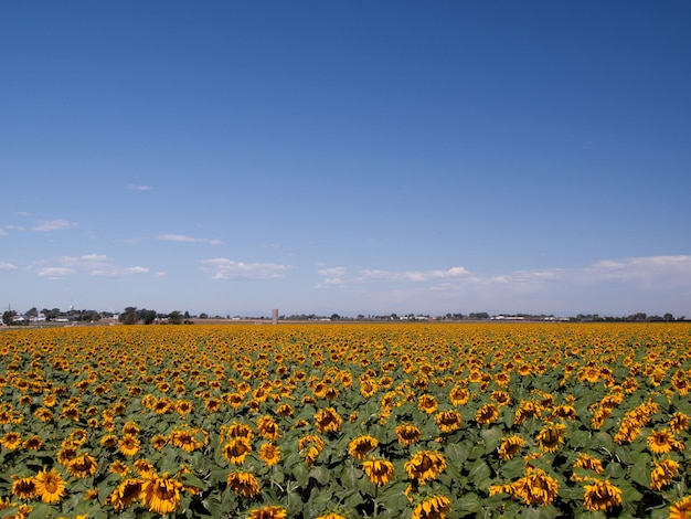 Sonnenblumenfeld in Colorado.