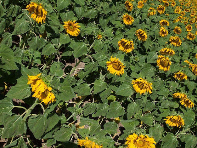 Sonnenblumenfeld in Colorado.