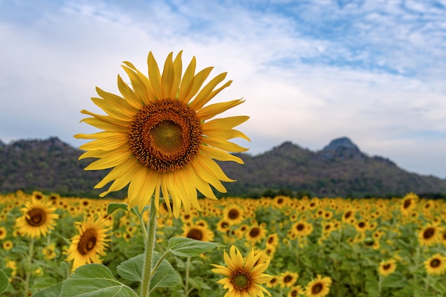 Sonnenblumenfeld in der Natur an einem sonnigen Tag