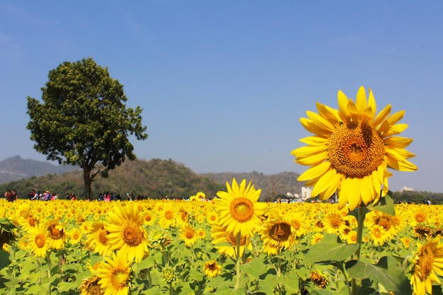 Sonnenblumenfeld-Landschaftsnahaufnahme in Thailand