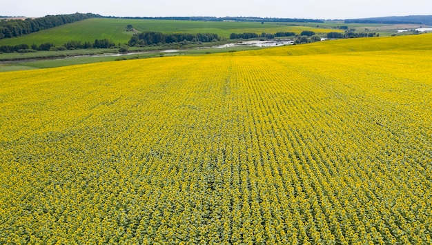 Sonnenblumenfeld-Landwirtschaftsansicht von oben