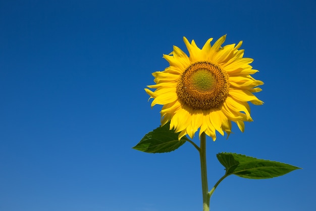 Sonnenblumenfeld mit bewölktem blauem Himmel