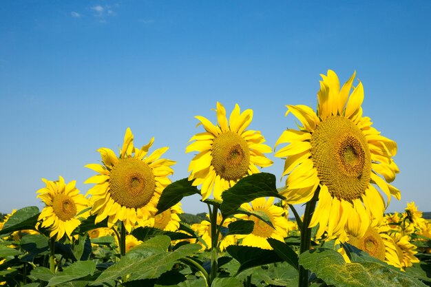 Sonnenblumenfeld mit bewölktem blauem Himmel