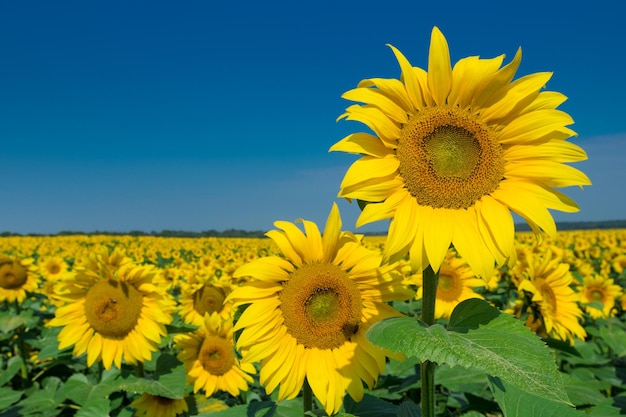 Sonnenblumenfeld mit bewölktem blauem Himmel