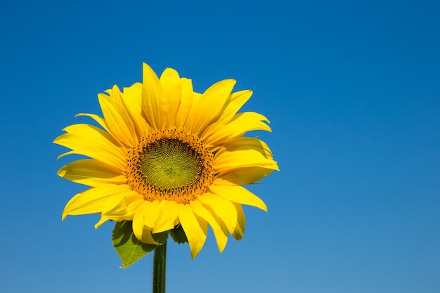 Sonnenblumenfeld mit bewölktem Himmel