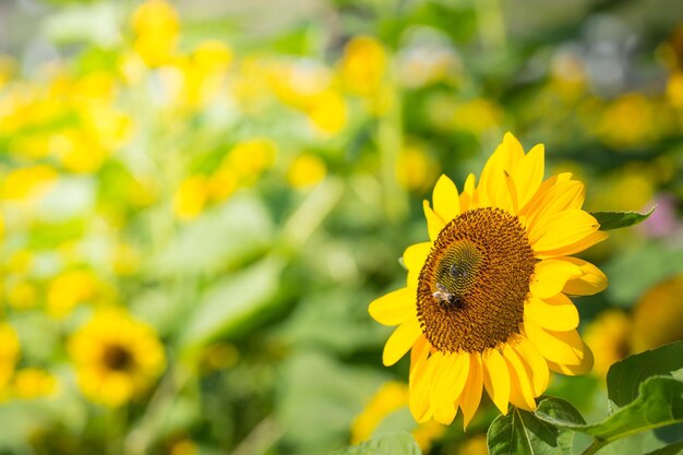 Sonnenblumenfeld mit Biene im Garten