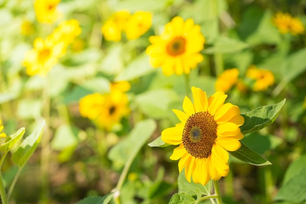 Sonnenblumenfeld mit Biene im Garten