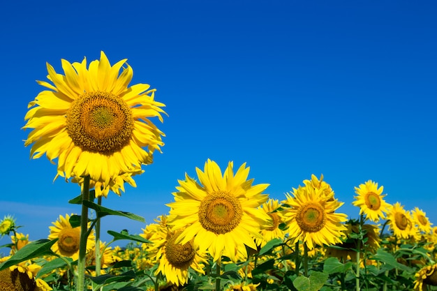 Sonnenblumenfeld mit blauem Himmel