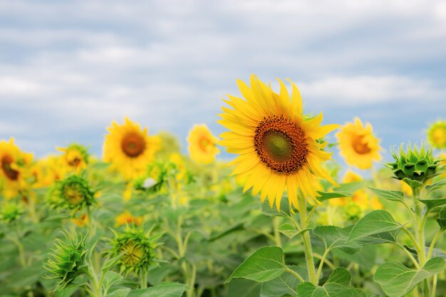 Sonnenblumenfeld mit blauem Himmelshintergrund