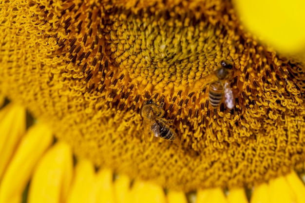 Sonnenblumenfeld mit Blumen und Bienen