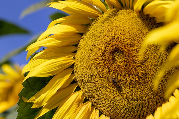 Sonnenblumenfeld mit Blumen und Bienen