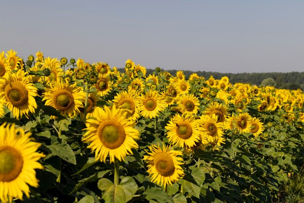 Sonnenblumenfeld mit Blumen und Bienen