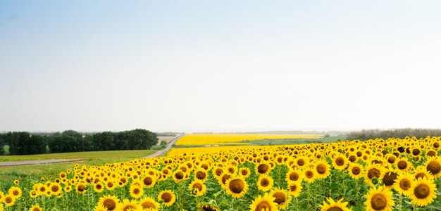 Sonnenblumenfeld mit einer unbefestigten Straße und grünem Wald