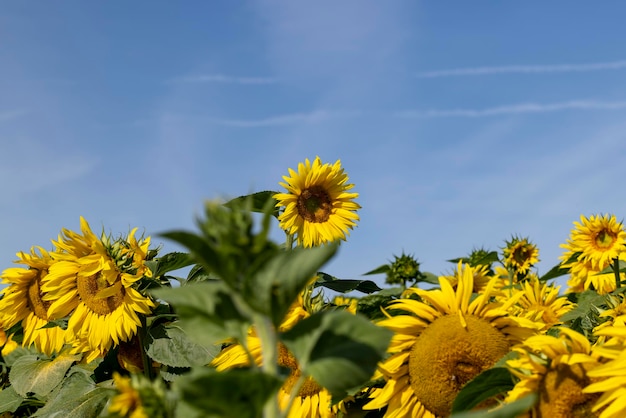 Sonnenblumenfeld mit gelben Blüten und Bienenbestäubung des Sonnenblumenfeldes durch Bienen im Sommer