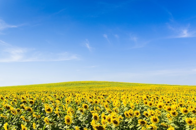 Sonnenblumenfeld mit klarem Himmelhintergrund.