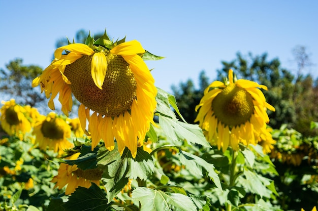 Sonnenblumenfeld mit vielen Bienen