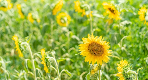 Sonnenblumenfeld mit wachsenden Sonnenblumen