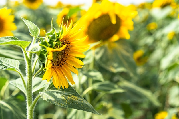 Sonnenblumenfeld mit wachsenden Sonnenblumen