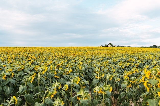 Sonnenblumenfeld so weit das Auge reicht