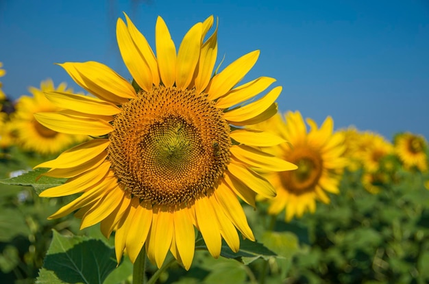 Sonnenblumenfeld, Trakya / Türkei. Ansicht der Naturlandwirtschaft.