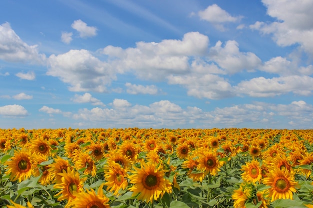 Sonnenblumenfeld über bewölktem blauem Himmel und hellen Sonnenlichtern