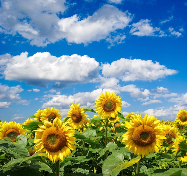 Sonnenblumenfeld über bewölktem blauem Himmel