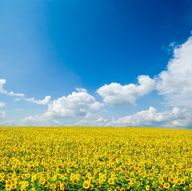 Sonnenblumenfeld über bewölktem blauem Himmel