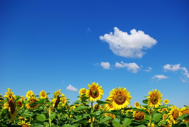 Sonnenblumenfeld über bewölktem blauem Himmel