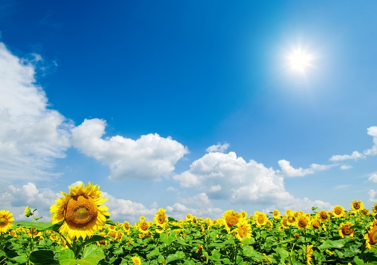 Foto sonnenblumenfeld über bewölktem blauem himmel
