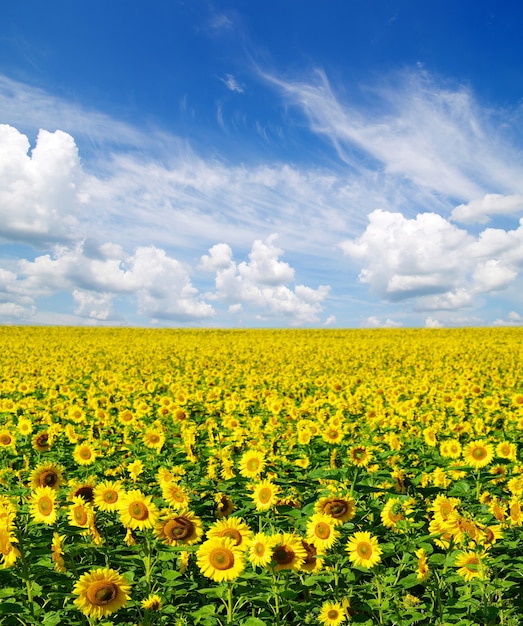 Sonnenblumenfeld über bewölktem Himmel