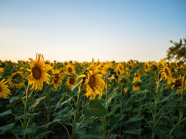 Sonnenblumenfeld und blauer Himmel bei Sonnenuntergang