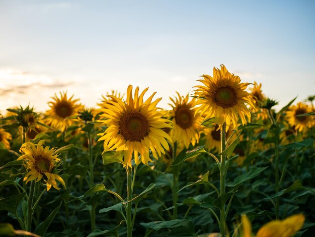 Sonnenblumenfeld und blauer Himmel bei Sonnenuntergang