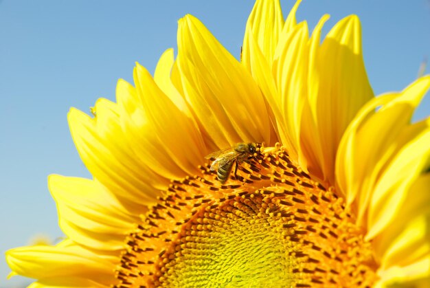 Sonnenblumenfeld und blauer Sonnenhimmel