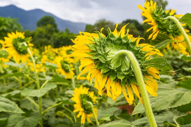 Sonnenblumenfeld und Sonnenblumenhintergrund