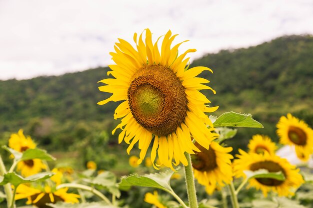 Sonnenblumenfeld und Sonnenblumenhintergrund