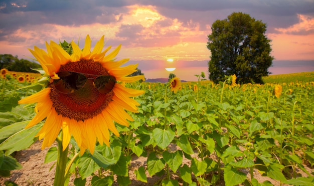 Sonnenblumenfeld und verschiedene Zeiten