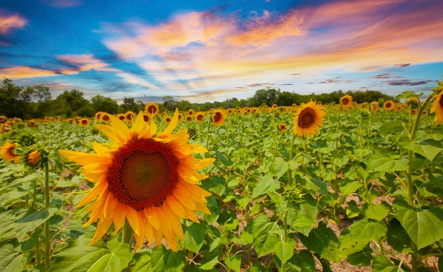 Sonnenblumenfeld und verschiedene Zeiten