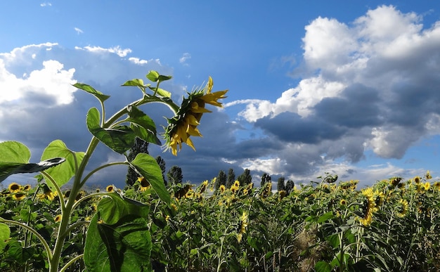 Sonnenblumenfeld unter bewölktem Himmel stockfoto