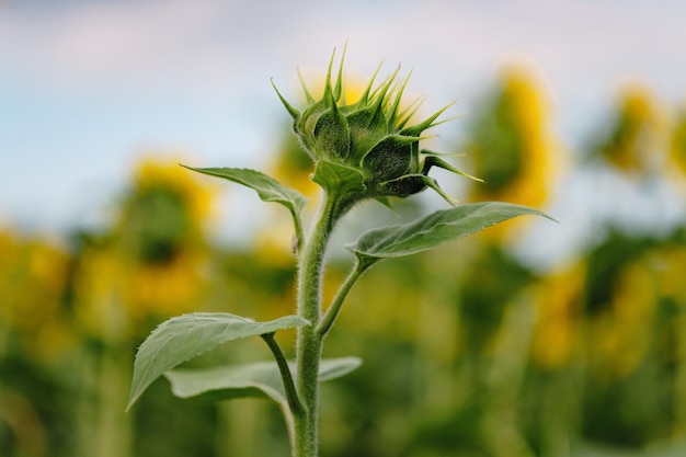 Sonnenblumenfeld unter hellem Sonnenlicht