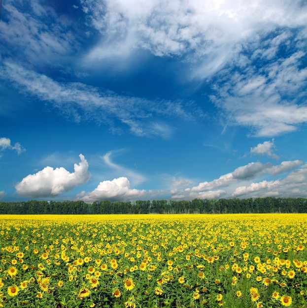 Sonnenblumenfeld unter Himmel