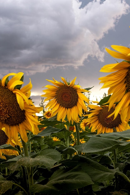 Foto sonnenblumenfeld