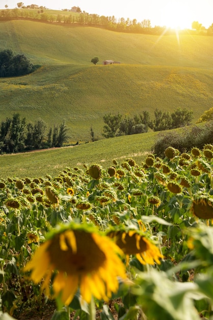 Sonnenblumenfelder auf dem Land mit einem alten Bauernhaus