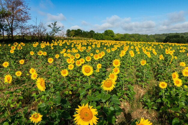 Foto sonnenblumenfelder im sommer auf dem land und unter einem wunderschönen blauen himmel