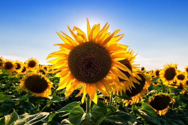 Sonnenblumenfelder und blauer Himmel bewölkt HintergrundSonnenblumenfelder Landschaften an einem hellen sonnigen Tag mit Mustern im natürlichen Hintergrund