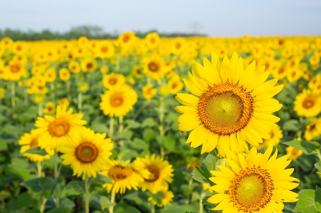 Sonnenblumenfelder